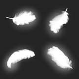 Feathers_002__1.png